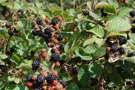 blackberries