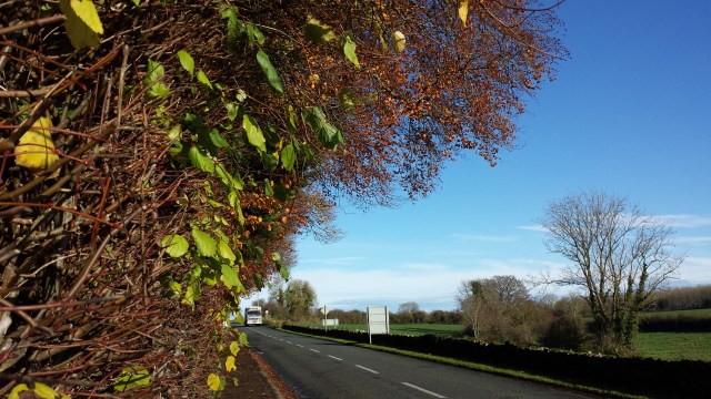 Winter hedgegrow along the road to Kilfinane